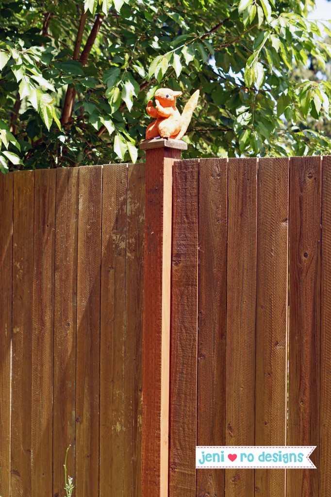 mrs squirrel on the fence