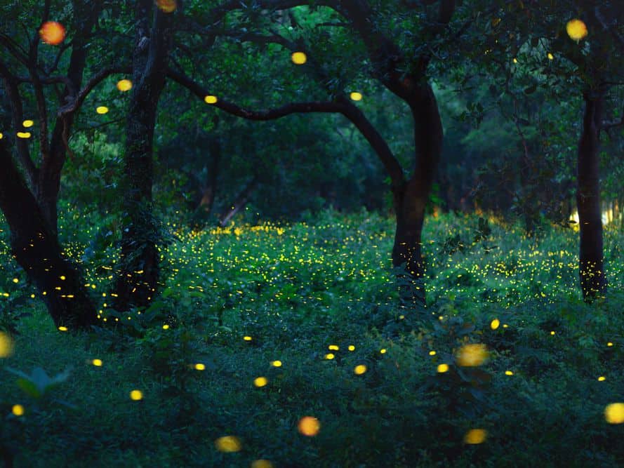 Fall Family Field Trip ideas - Fireflies