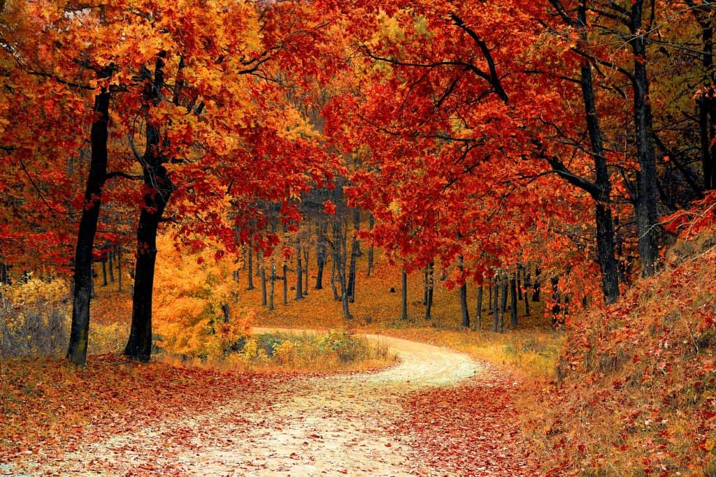 Fall Family Field Trip ideas - Fall leaves on a country road