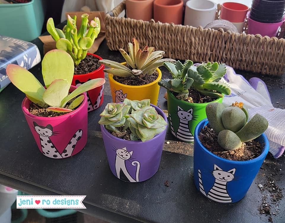 cactus birthday cacti in pots